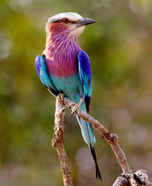 Lilac-Breasted Roller

Widely distributed in sub-Saharan Africa and the southern Arabian Peninsula, the lilac-breasted roller is a colorful bird that likes perching in hight trees and other vantage points where it can spot prey at ground level. Their bright plumage is unmistakable with deep lilac breast feathers.