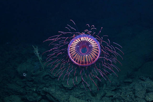 Halitrephes Jelly

Halitrephes is a type of deep sea hydrozoan that lives at a depth of 4,000-5,000 feet.
