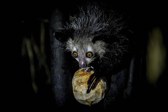Aye-Aye

Native to Madagascar, aye-aye is the world's largest nocturnal primate. The most defining characteristic is aye-aye's way of feeding; the aye-aye taps on trees to find grubs, then gnaws holes in the wood using its forward slanting incisors to create a small hole in which it inserts its narrow middle finger to pull the tasty treat out.