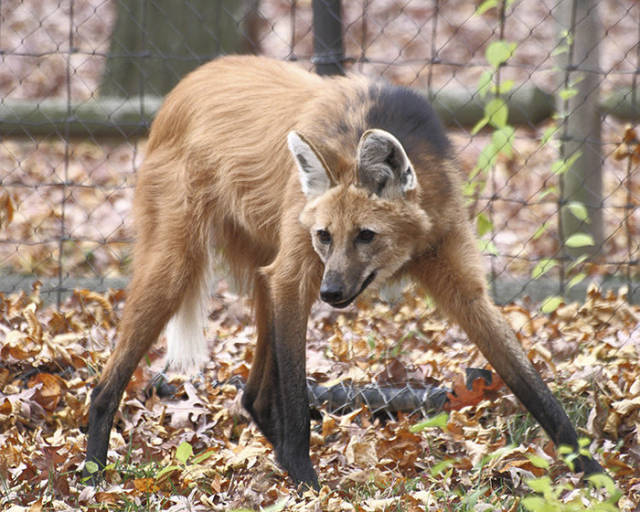 Maned Wolf

Maned Wolf is the largest canine found in South America. It bears a striking resemblance to foxes, but is neither a fox now a wolf. The maned wolf participates in symbiotic relationships with other species and is shy around humans.