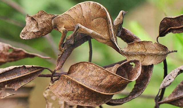 Satanic Leaf-Tailed Gecko

Satanic leaf-tailed gecko is a species of gecko that is found on the island of Madagascar. Their tail is flattened and appears to look like a leaf, helping the animal blend in within the environment.