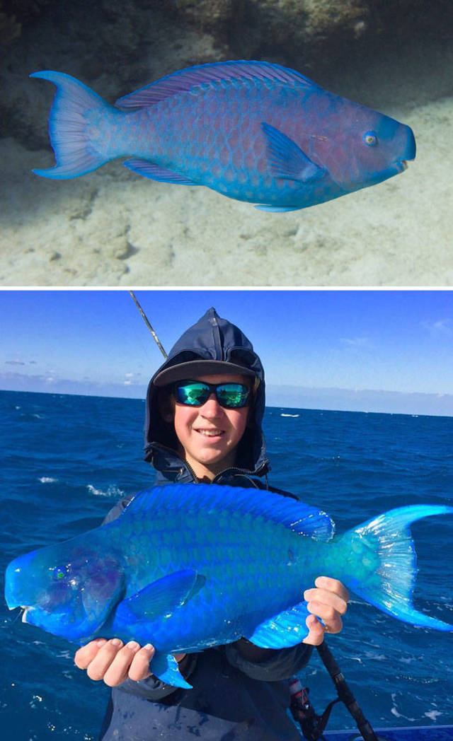 Blue Parrotfish

This bright blue fish can be found in shallow water in the tropical and subtropical parts of the western Atlantic Ocean and the Caribbean Sea. They spend 80 percent of their time searching for food and eat small organisms found in the sand and algae that they scrape off rocks.