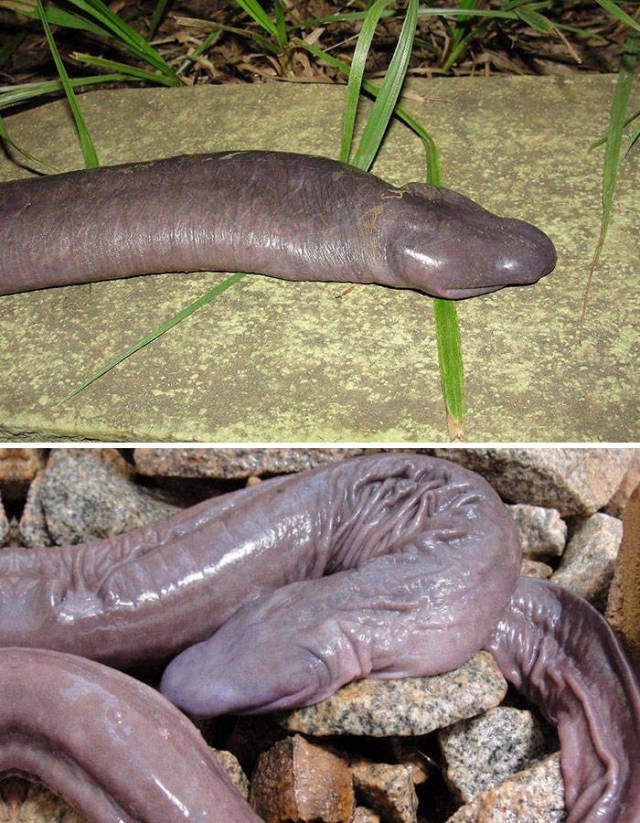 Atretochoana Eiselti Or 'Penis Snake'

Atretochoana eiselti is a species of caecilian with a broad, flat head and a fleshy dorsal fin on the body. Although it is not a snake, it's been called a 'penis snake' in the media.