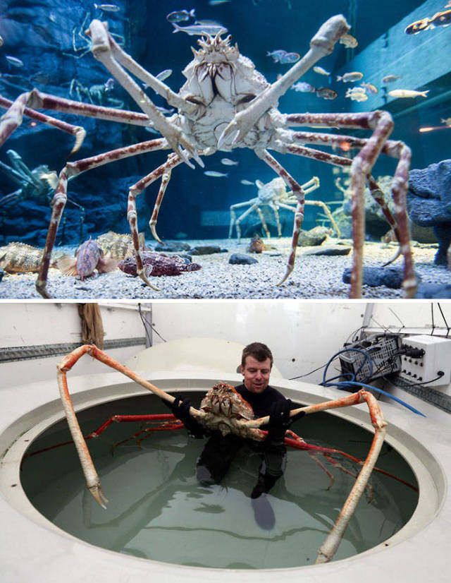 Japanese Spider Crab

The Japanese spider crab lives in the waters near Japan and has the largest leg span of any arthropod, reaching up to 5.5 metres (18 ft). Despite looking ferocious, the crab has been reported to have a gentle disposition.