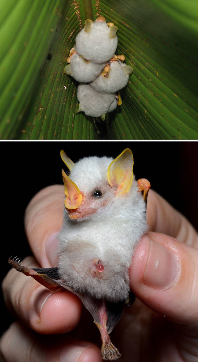 Honduran White Bat

The Honduran white bat has distinctive white fur, with tips of individual hairs being gray as well as a leaf-shaped nose. They live in leaf 'tents' that they 'build' by cutting the side veins extending out from the midrib of large leaves.