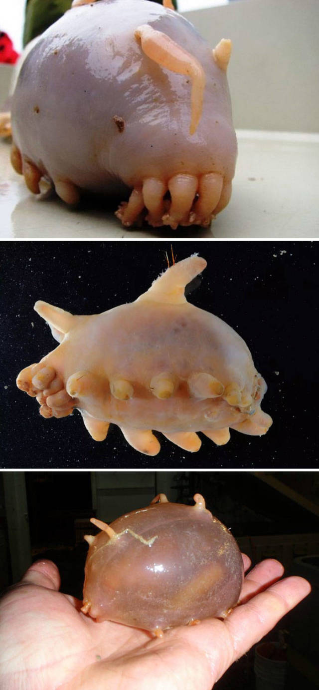 Sea Pig

Scotoplanes are sea cucumbers that live on deep ocean bottoms, specifically on the abyssal plain in the Atlantic, Pacific and Indian Ocean, typically at depths of over 1000 meters. They are deposit feeders, and obtain food by extracting organic particles from deep-sea mud.