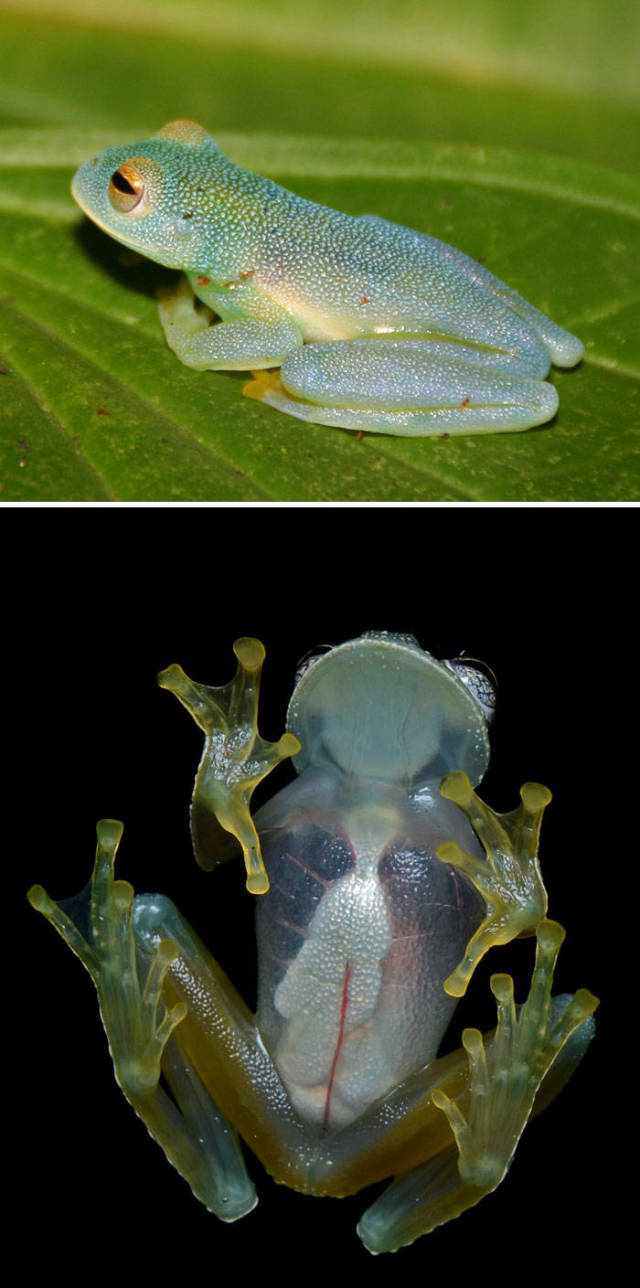 Glass Frog

Found in South America, the glass frog is a family of amphibians with some specimens exhibiting an outstanding feature — transparent abdomens. Because the internal viscera is visible through the skin, the common name they are given is glass frogs