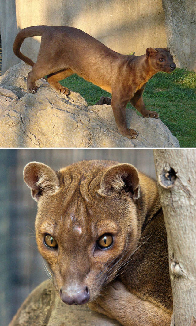 Fossa

Fossa is a cat-like mammal that lives in Madagascar. Its classification has been controversial because physically it resembles a cat, while other traits suggest relation to viverrids. Genetic research has shown that they are actually their own separate species
