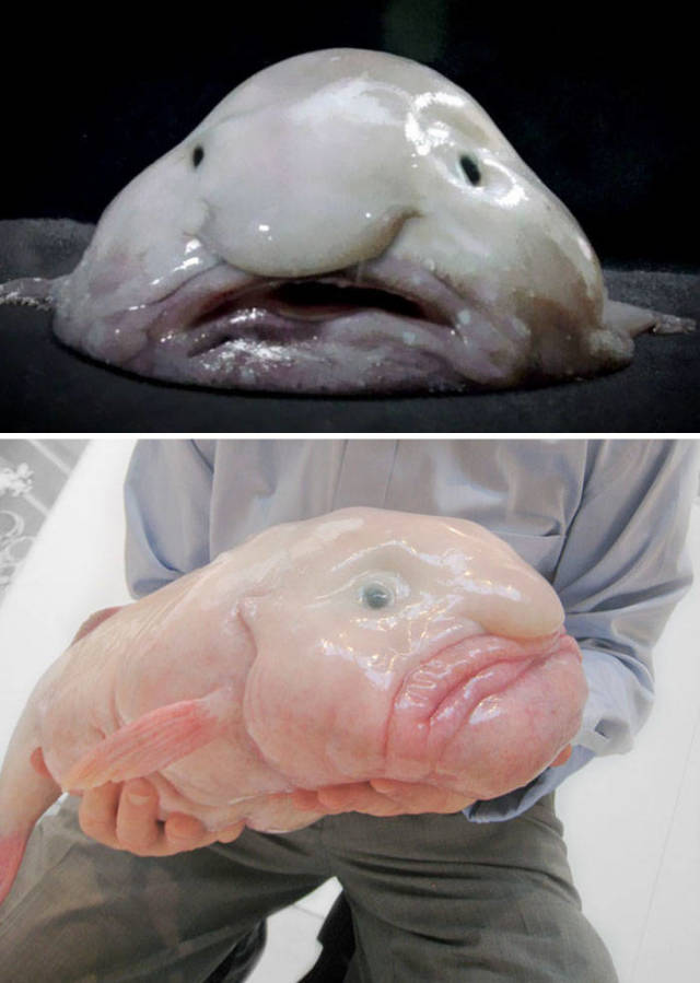 Blobfish

The blobfish is a deep sea fish that inhabits the deep waters off the coasts of mainland Australia and Tasmania, Zealand. The body of the blobfish is primarily a gelatinous mass with a density slightly less than water and this allows it to float above the sea floor without expending energy on swimming. They only appear droopy when taken out of the sea, when pressure changes drastically.
