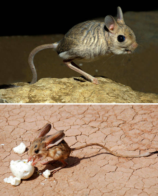 Gobi Jerboa

Found in China and Mongolia, The Gobi jerboa is a species of rodent that lives in desert and steppe habitats. They have a long tail that helps them to accelerate their bipedal gallop. The most distinct feature is Gobi jerboa's ears that are almost as three times as large as their heads and give them a very keen hearing sense.