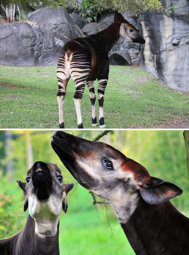 Okapi

This mammal is native to the Democratic Republic of the Congo in Central Africa. Despite the zebra-like stripes, it is actually more closely related to giraffes. Okapi's coat is a chocolate to reddish brown, much in contrast with the white horizontal stripes and rings on the legs and white ankles.