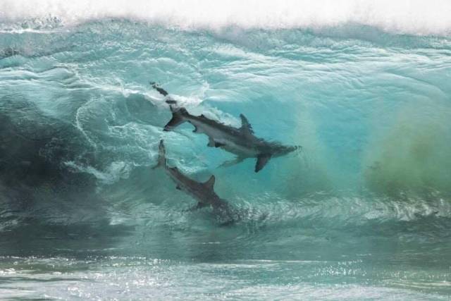 sharks in waves
