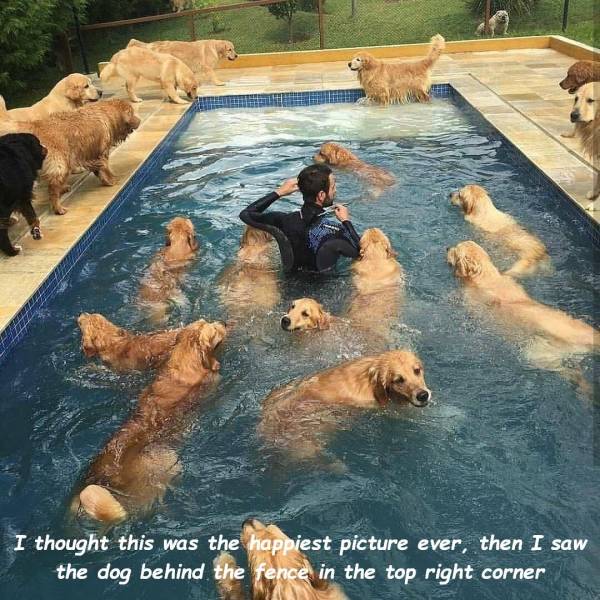 golden retriever swimming pool - I thought this was the happiest picture ever, then I saw the dog behind the fence in the top right corner
