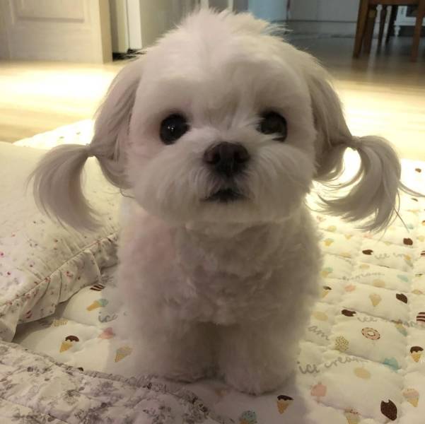 cute dog with ponytail
