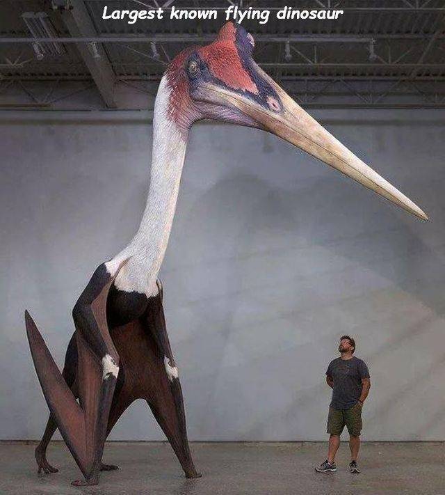 largest known flying animal - Largest known flying dinosaur