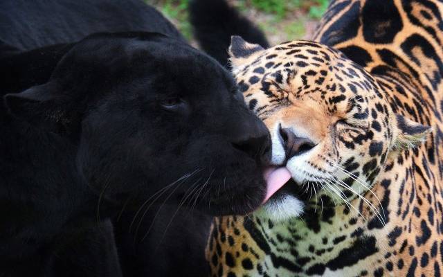 jaguar and black panther