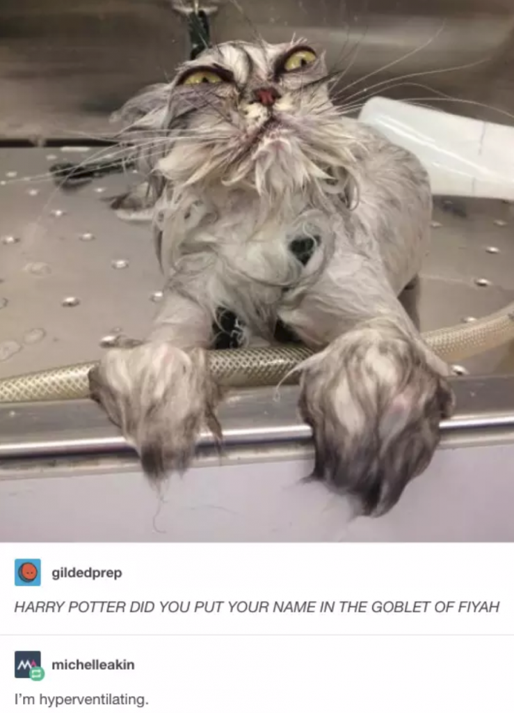 tumblrmad wet cat - gildedprep Harry Potter Did You Put Your Name In The Goblet Of Fiyah M michelleakin I'm hyperventilating.