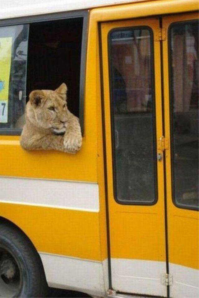 lion traveling