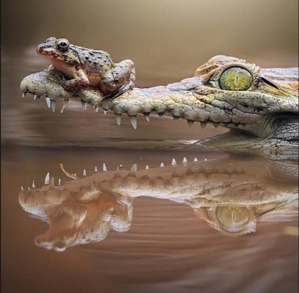 crocodile painting
