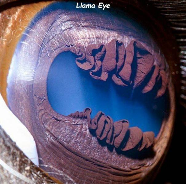 llamas eyes
