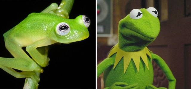 real kermit the frog