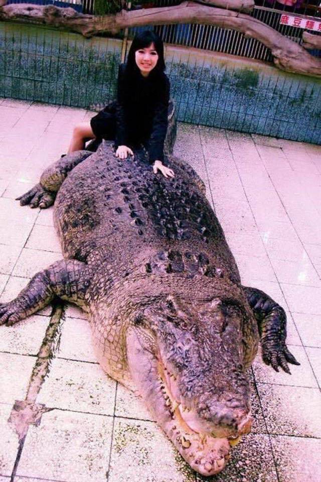 crocodile