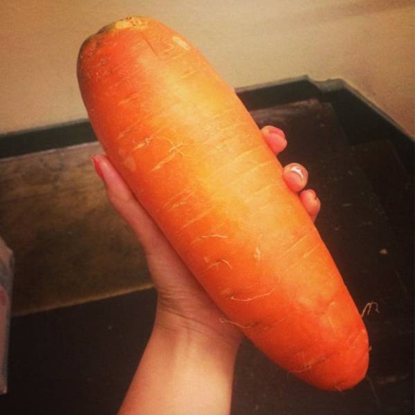 massive carrot