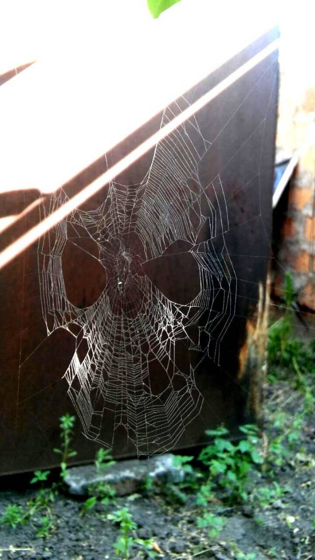 funny spider web