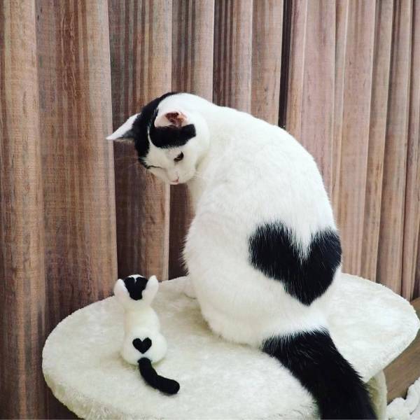 cat and statue with matching hearts