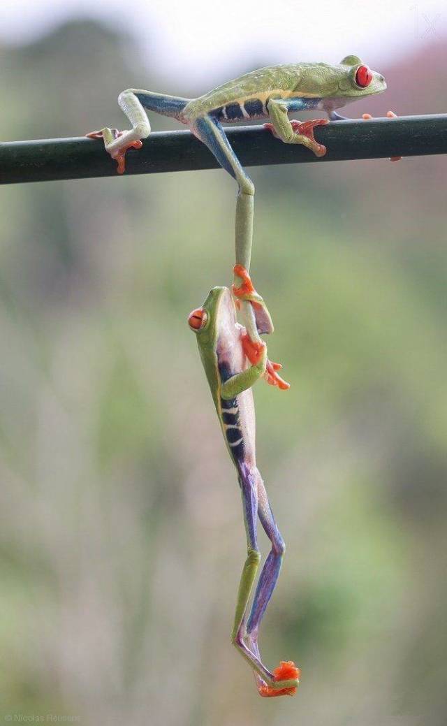 frogs on a branch and one is hanging onto the leg of the other