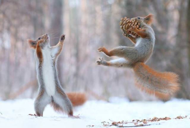 russian squirrels