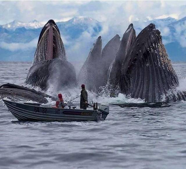 svalbard norway whales