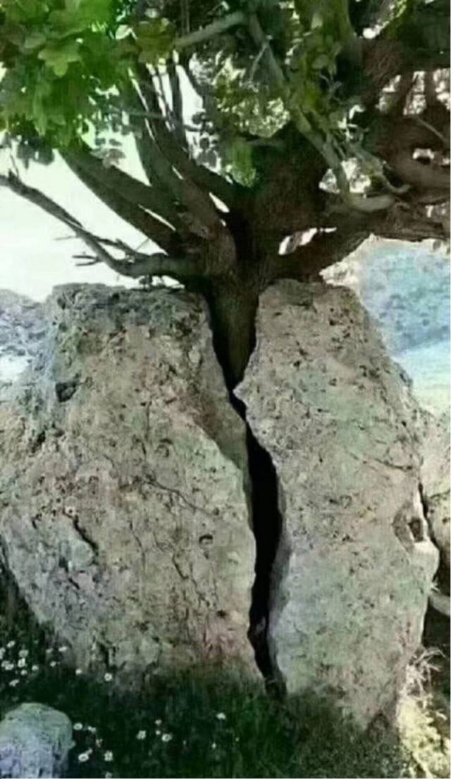 tree through rock