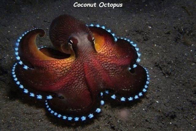 pretty octopus - Coconut Octopus