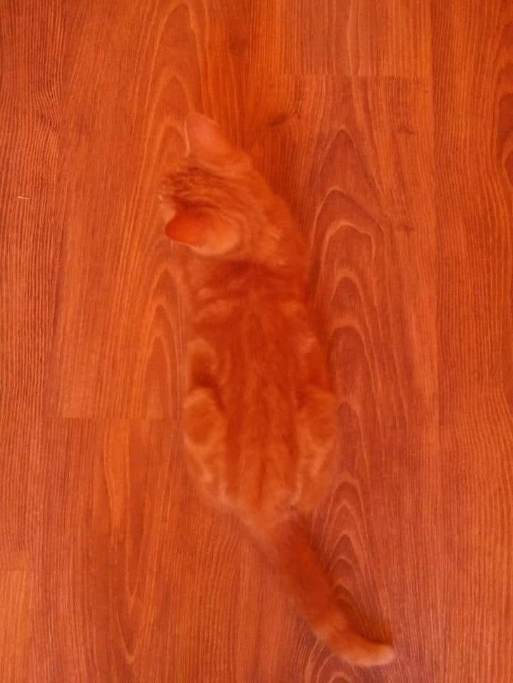 optical illusion almost stepped on my cat