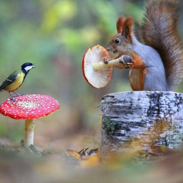 squirrel wielding a mushroom