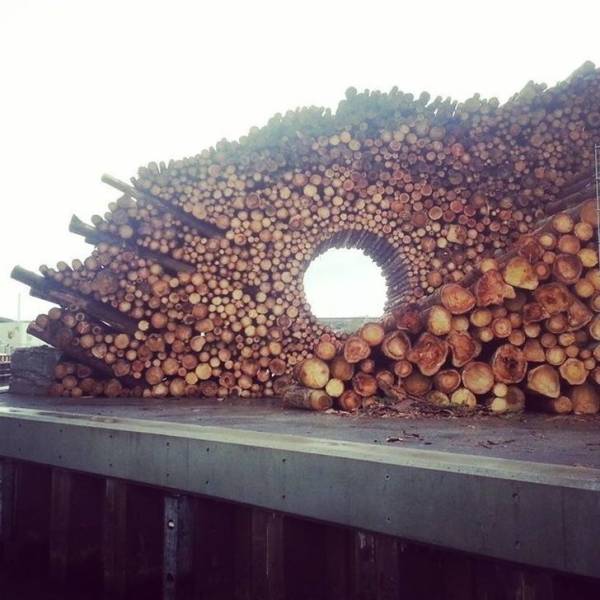 whole in the pile of logs