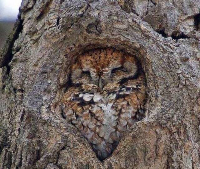 owl in the trunk of tree