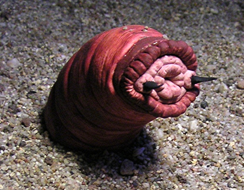 The Death Worm/Basilisk-It’s a legless creature that lives in sandy deserts, has some kind of crest or antennae, and can apparently electrocute people. The Basilisk is another legless creature that lives in sandy deserts, had a crest on its head, and was so venomous that if a man on a horse speared one, the “venom” would travel up the spear and kill both him and his horse.
Considering how good of a conductor sand is, and that multiple kinds of fish can generate electricity, it seems kind of plausible that some other animal might exist that has that kind of defense mechanism. In ancient Greek times, people weren’t all that familiar with electricity, and nobody had ever heard of an electric eel, so if somebody just dropped dead after spearing a weird snakey-looking animal, an electric shock probably wouldn’t have been the first explanation they thought of.