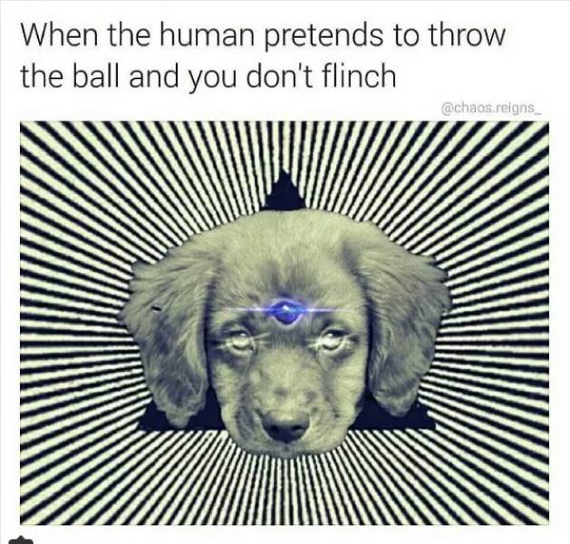 dank enlightened dog - When the human pretends to throw the ball and you don't flinch .reigns