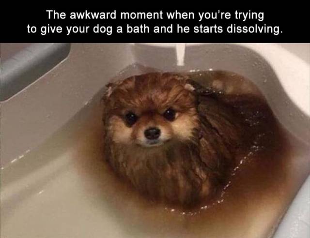 dank dissolving my dog in hydrochloric acid - The awkward moment when you're trying to give your dog a bath and he starts dissolving.