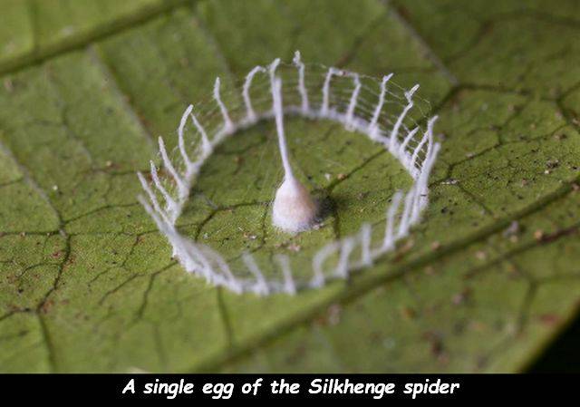 stonehenge spider - A single egg of the Silkhenge spider