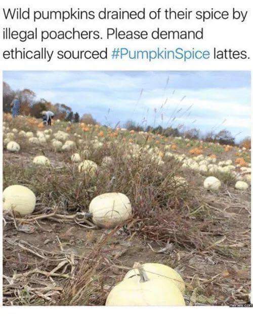 ethically sourced pumpkin spice - Wild pumpkins drained of their spice by illegal poachers. Please demand ethically sourced Spice lattes.