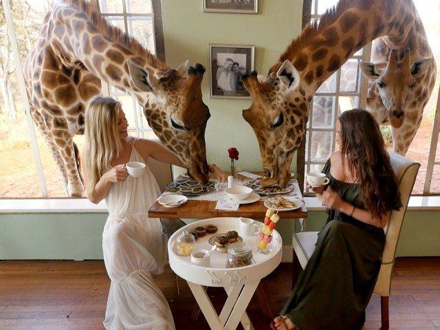 giraffe manor kenya