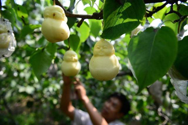 buddha shaped pears