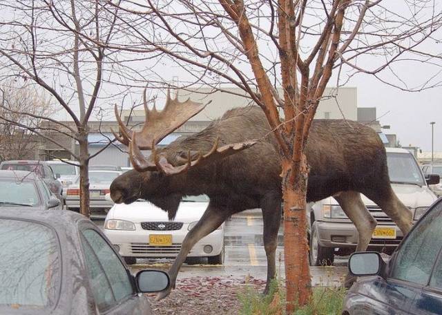 moose compared to a car