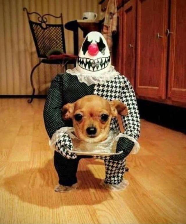 best halloween dog costumes