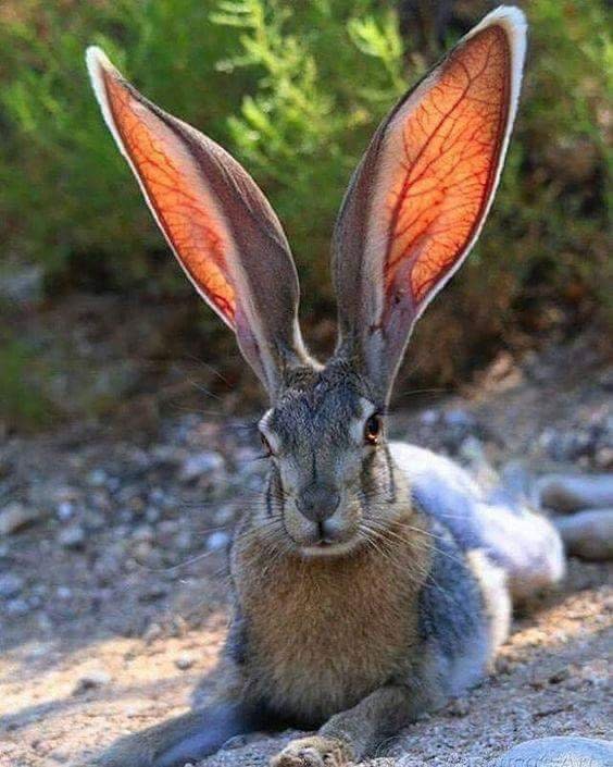 rabbit big ears