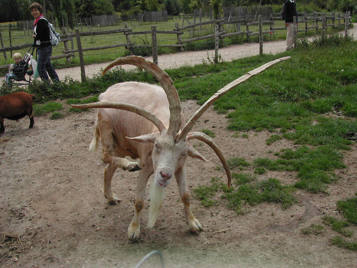 goat with 4 horns
