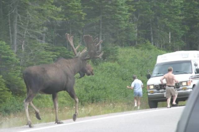 random giant moose